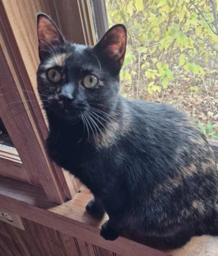 An adult medium-sized female Tortoiseshell Domestic Short Hair cat named Idaho for adoption in Holland, Michigan