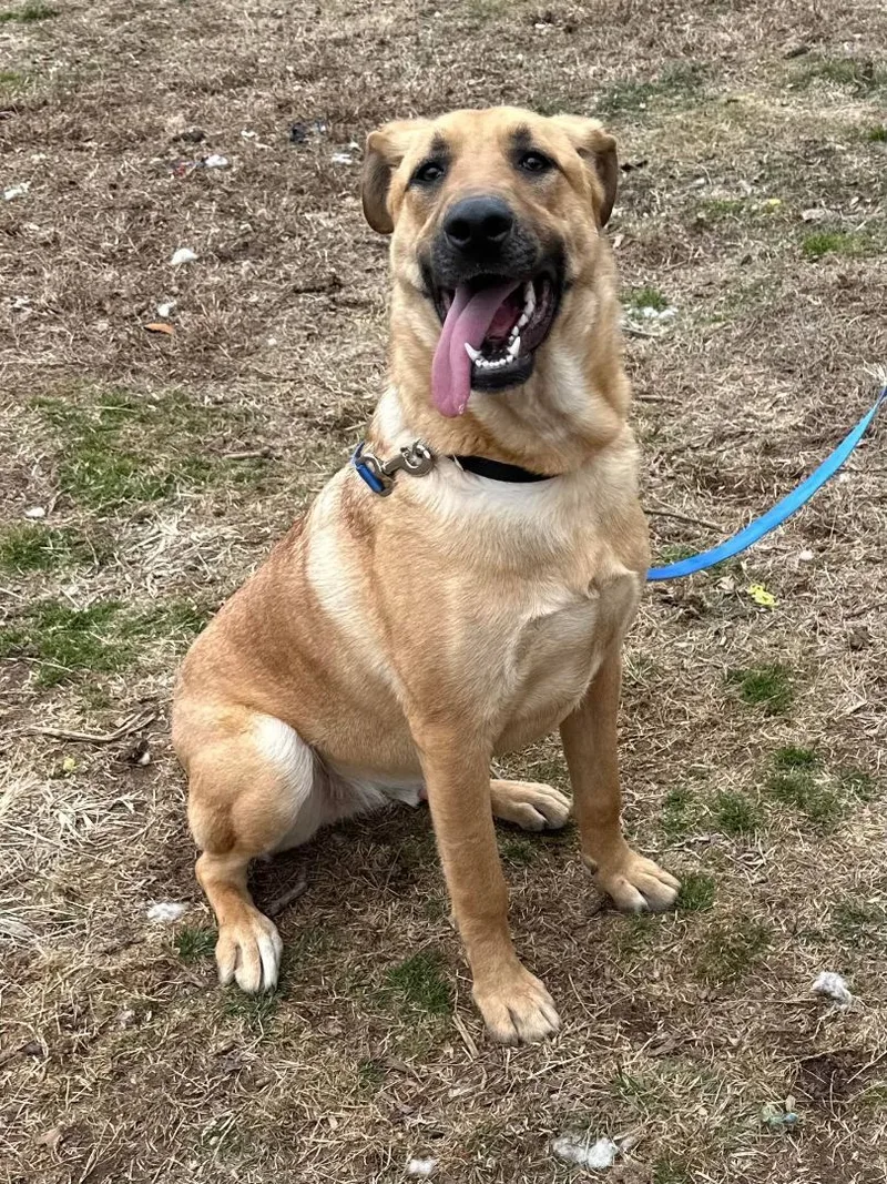 A young extra large-sized male Yellow / Tan / Blond / Fawn Cane Corso dog named Arhni for adoption in Old Westbury, NY
