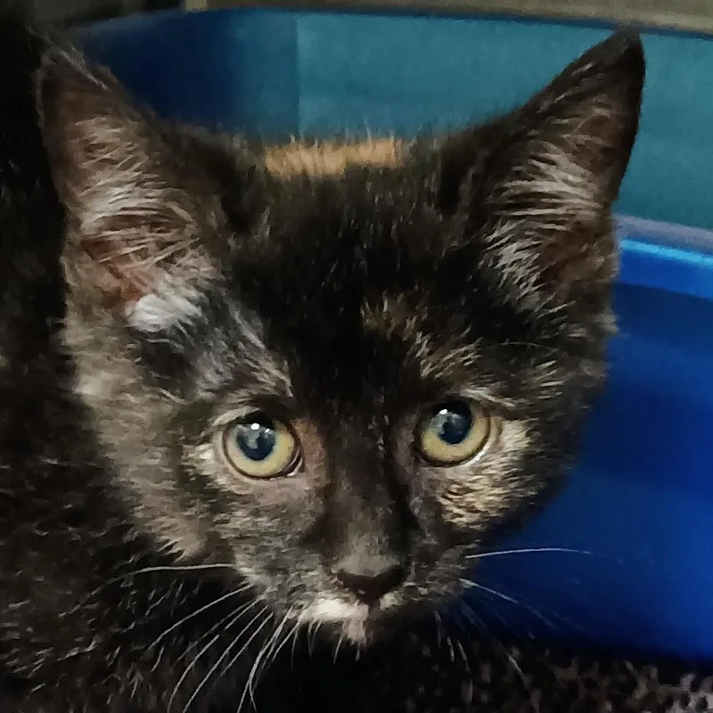 A baby small-sized female Black Domestic Short Hair cat named Bobette for adoption in Palestine, TX