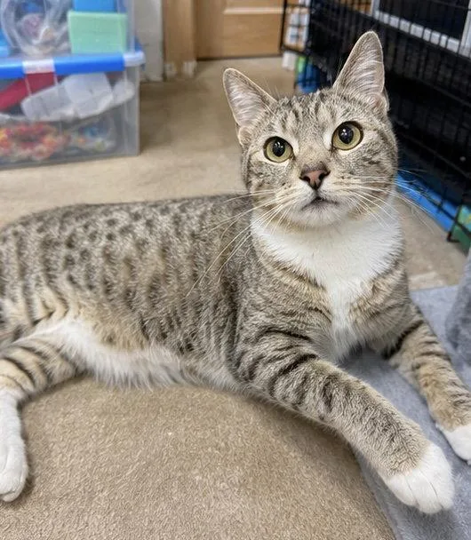 A young medium-sized female Domestic Short Hair cat named Greta  Years for adoption in Sterling, MA