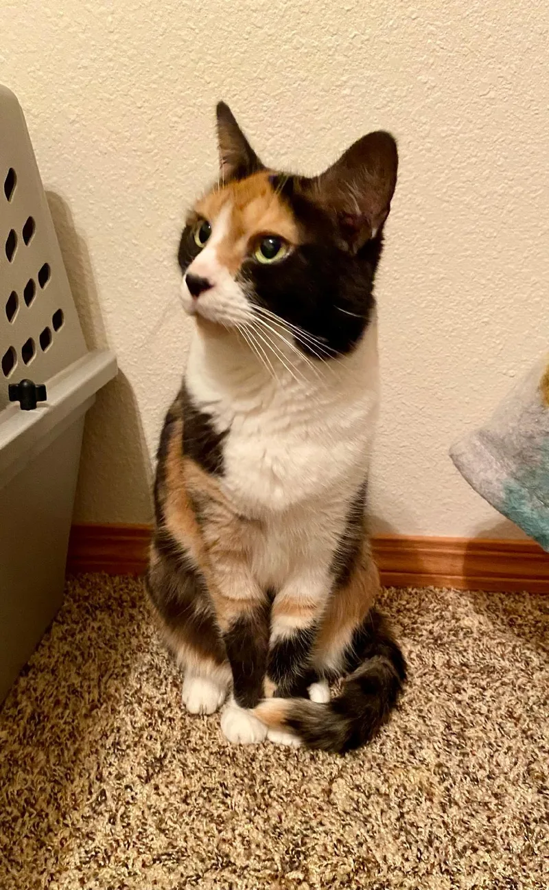 An adult medium-sized female Calico cat named Calliee for adoption in Pasco, WA