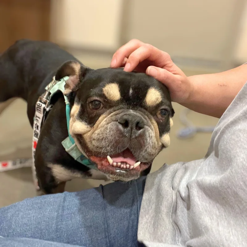An adult medium-sized female Brindle Bulldog dog named Margot Jelly Bean for adoption in Austin, TX