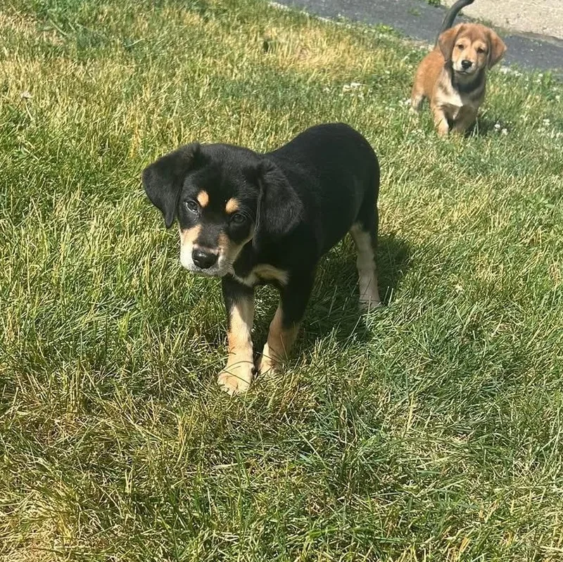 A baby medium-sized female Australian Shepherd dog named Slinky for adoption in McHenry, IL