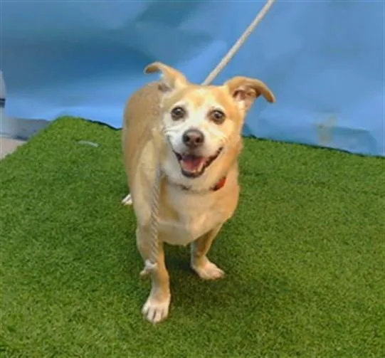 An adult medium-sized male Chihuahua dog named Rex for adoption in Gardena, CA