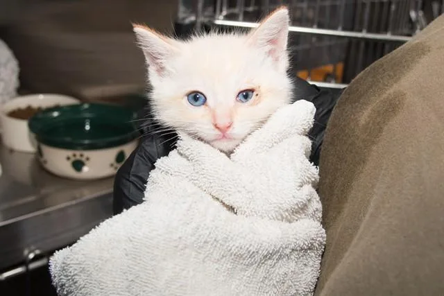 An adult small-sized male Siamese cat named Davy Jones for adoption in Santa Monica, CA