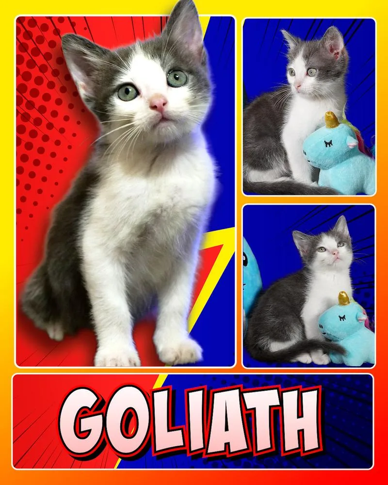 A baby small-sized male Gray & White Domestic Short Hair cat named Goliath for adoption in Fremont, NE