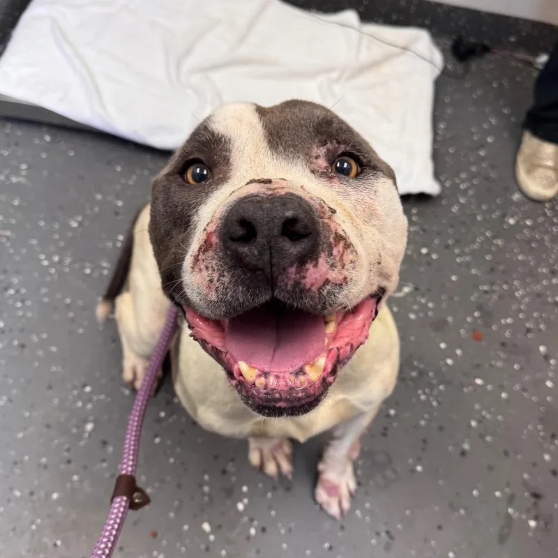 A senior large-sized male Gray / Blue / Silver Mixed Breed dog named Liam for adoption in Columbiana, AL