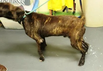 A young large-sized male Mountain Cur dog named Kobe for adoption in Picayune, MS