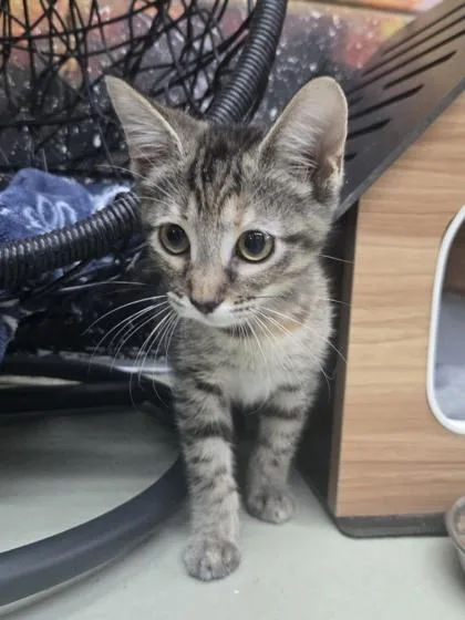 A baby small-sized female Domestic Short Hair cat named Binx for adoption in Savannah, GA