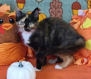A young medium-sized female Calico cat named Scootaloo for adoption in Bucyrus, OH