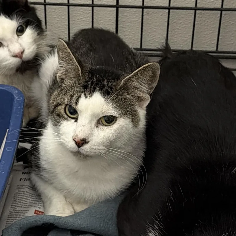 A young medium-sized male Domestic Short Hair cat named Willow for adoption in Tacoma, WA