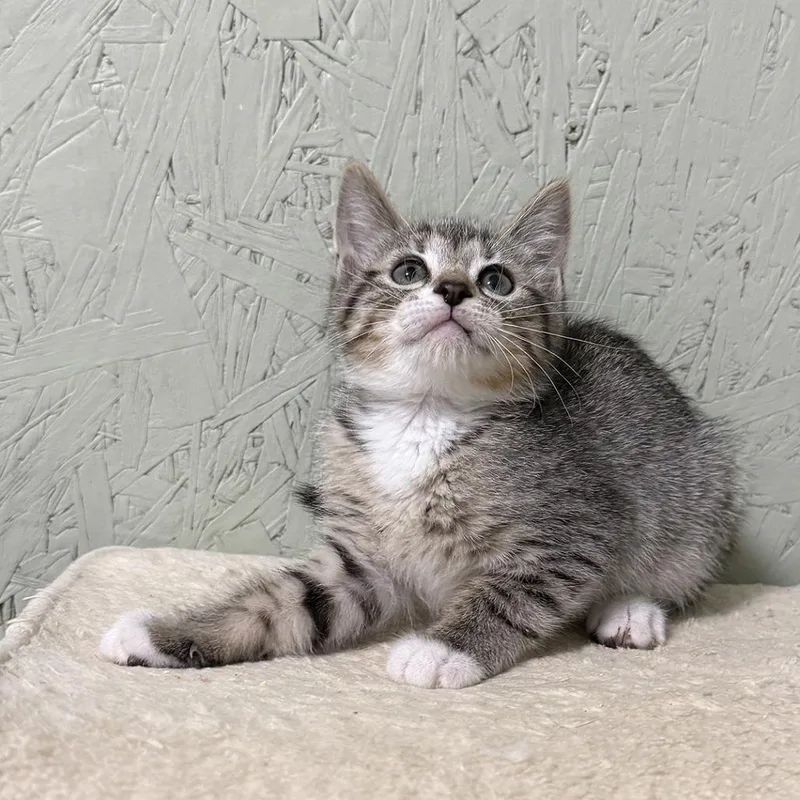 A baby small-sized female Domestic Short Hair cat named Umami for adoption in Cumming, GA