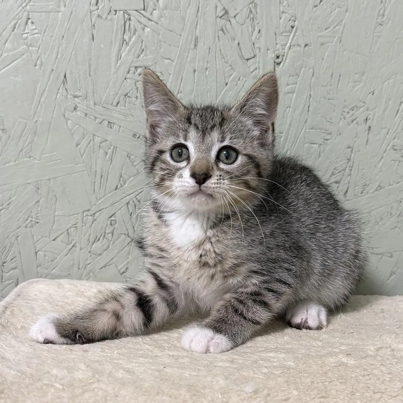 Umami thumbnail 3