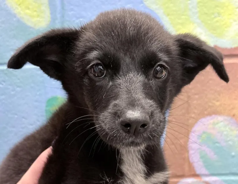 A baby small-sized female Black Australian Kelpie dog named Greta for adoption in Columbus, IN