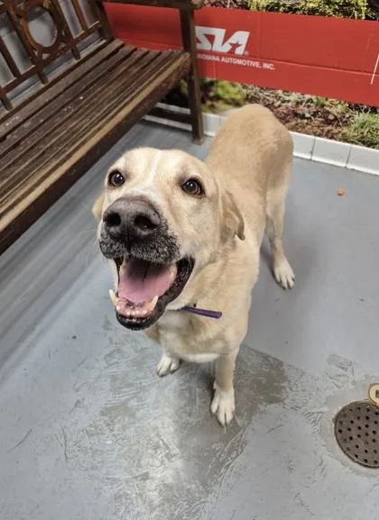 A senior large-sized male Golden Mixed Breed dog named Harley for adoption in Lafayette, IN