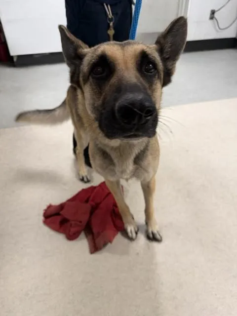 An adult medium-sized female German Shepherd Dog dog named Porscha for adoption in Van Nuys, CA