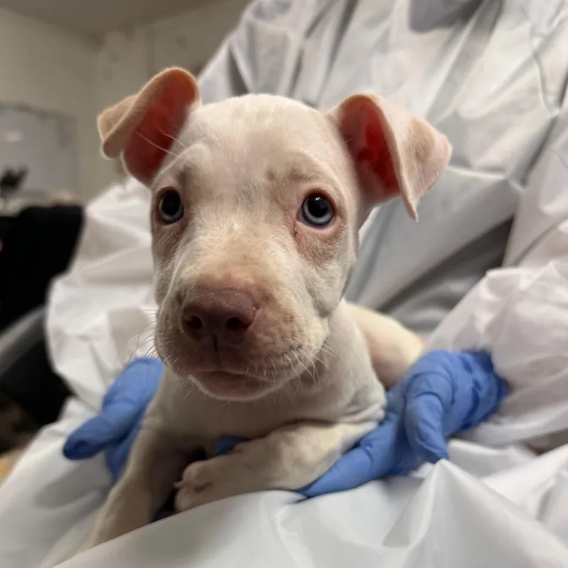 A baby small-sized female Pit Bull Terrier dog named Pineapple for adoption in Edinburg, TX