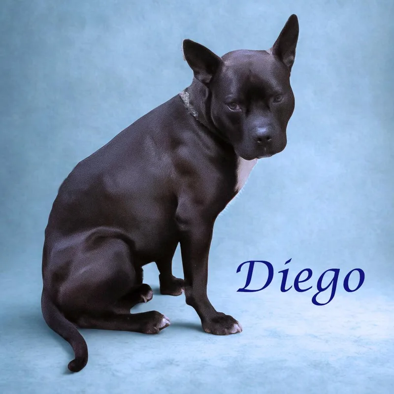 Diego D thumbnail 2