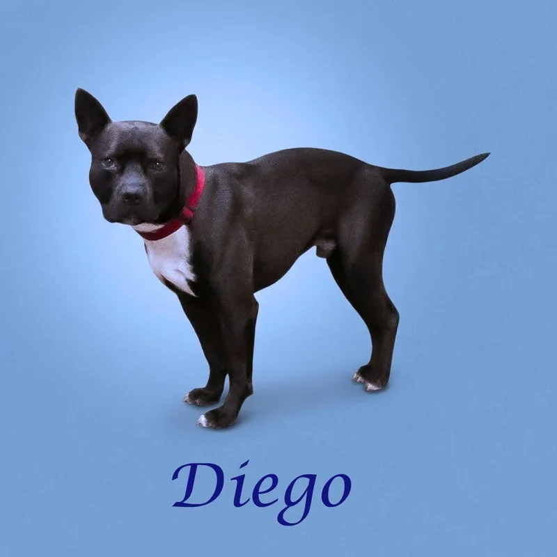 Diego D thumbnail 3