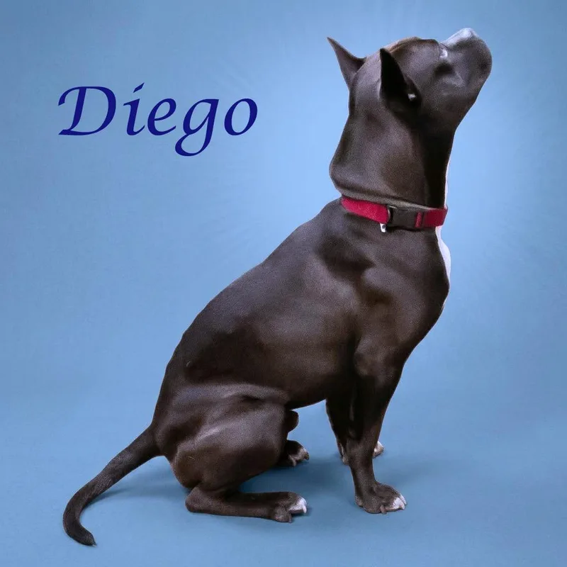 Diego D thumbnail 4