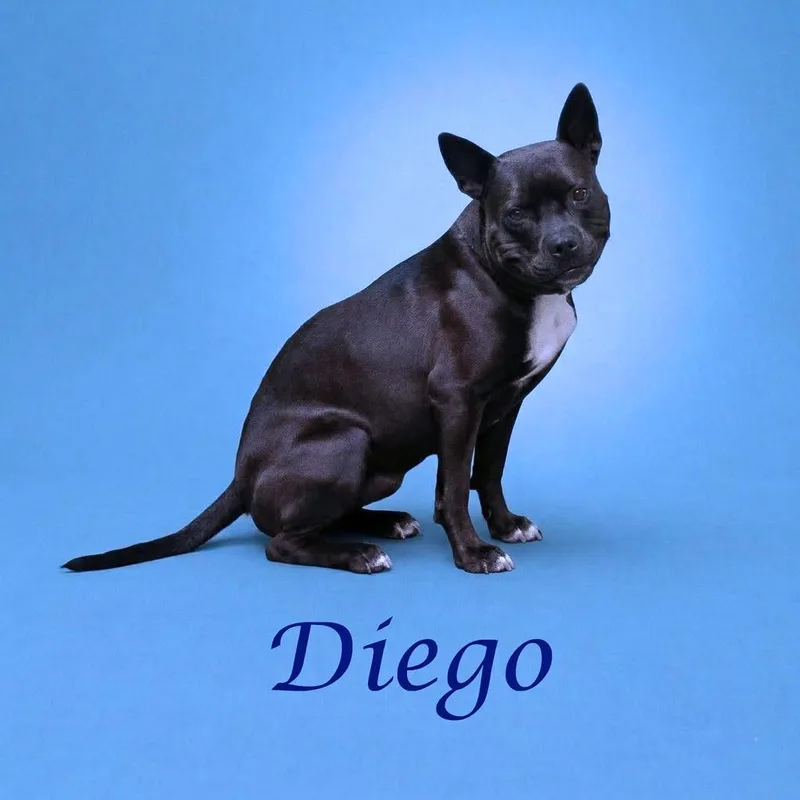 Diego D thumbnail 5