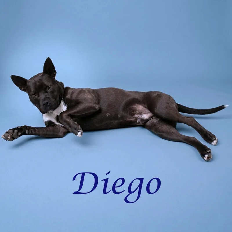 Diego D thumbnail 6