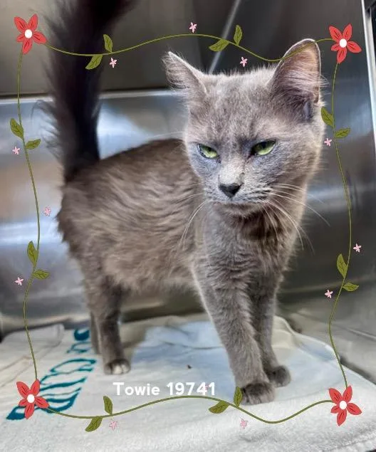 An adult medium-sized female Gray / Blue / Silver Domestic Short Hair cat named Towie for adoption in Marietta, GA