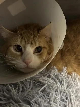 A young medium-sized male Orange & White Domestic Short Hair cat named Johnny for adoption in Annapolis, MD
