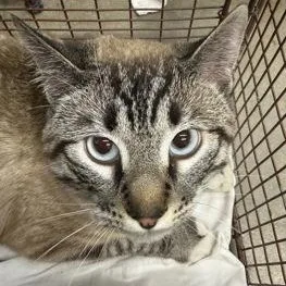 An adult medium-sized male Buff / Tan / Fawn Siamese cat named Grizzly for adoption in Rapid City, SD