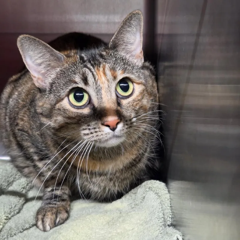 An adult large-sized female Domestic Medium Hair cat named Dianna for adoption in Pauls Valley, OK