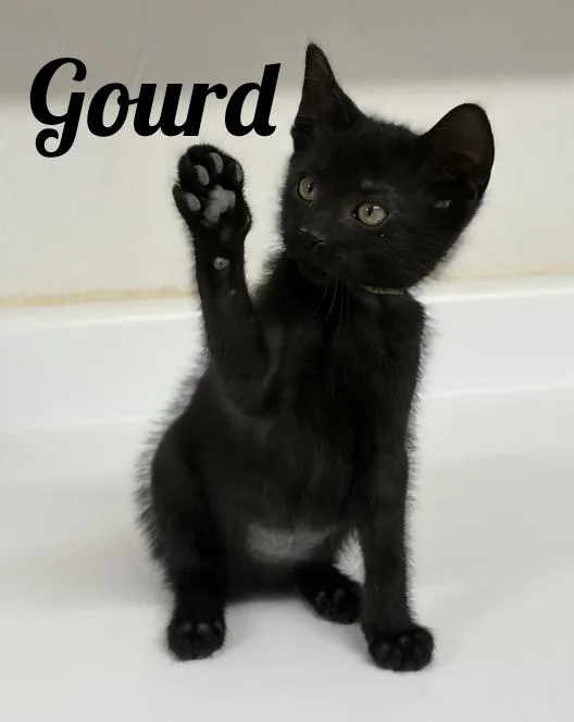 A baby medium-sized male Black Domestic Short Hair cat named Gourd for adoption in Manistee, MI