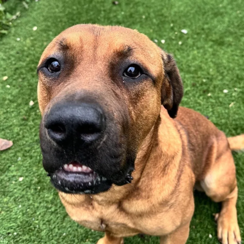 An adult large-sized male Brown / Chocolate Mastiff dog named Remus for adoption in Chicago, IL