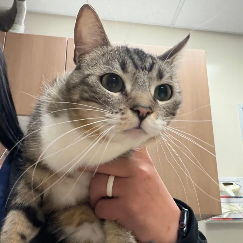 An adult medium-sized female Gray / Blue / Silver Domestic Short Hair cat named Clover for adoption in Reno, NV