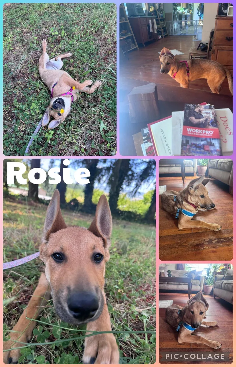 Rosie