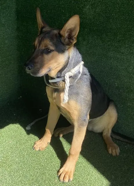A young small-sized male German Shepherd Dog dog named Alpha for adoption in Lancaster, CA