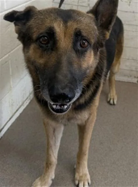 An adult large-sized male German Shepherd Dog dog named Caspian for adoption in San Bernardino, CA