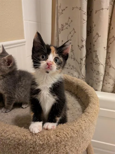 A baby small-sized female Domestic Short Hair cat named Henrietta for adoption in Kent, WA