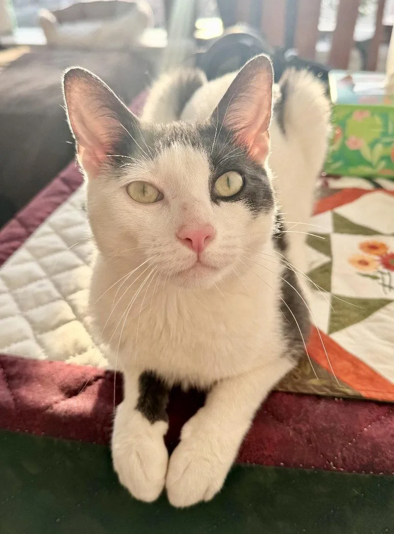 A young medium-sized male Black & White / Tuxedo Domestic Short Hair cat named Avon for adoption in Brooklyn, NY