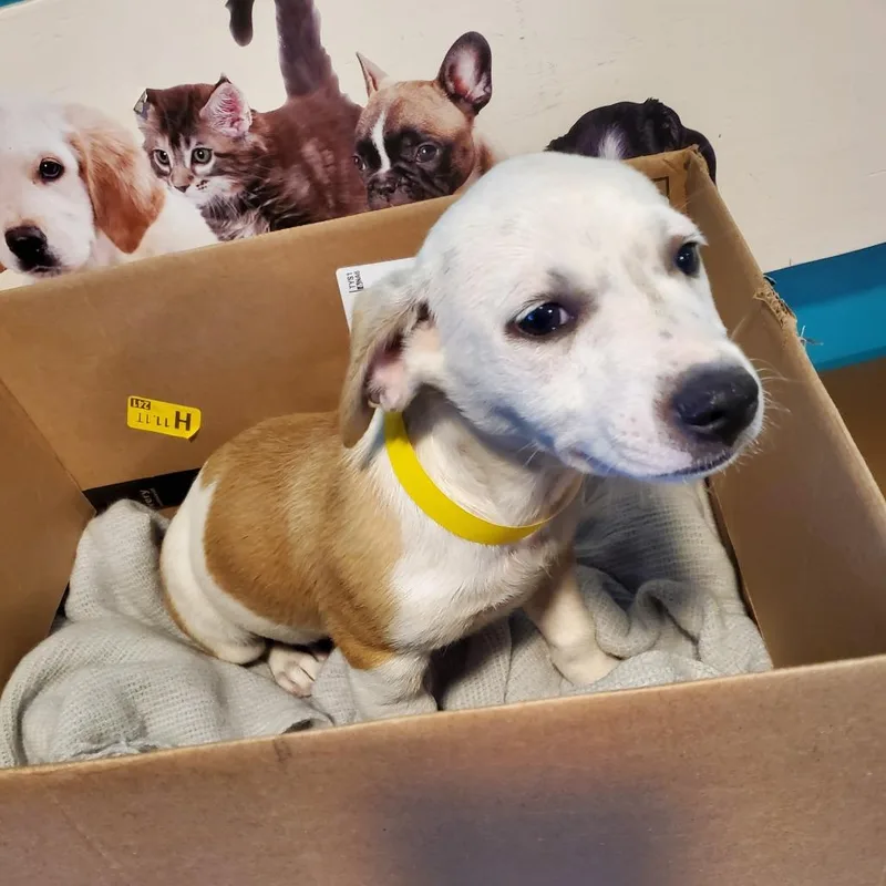 A baby medium-sized male Yellow / Tan / Blond / Fawn Mixed Breed dog named Leon for adoption in Jefferson city, TN