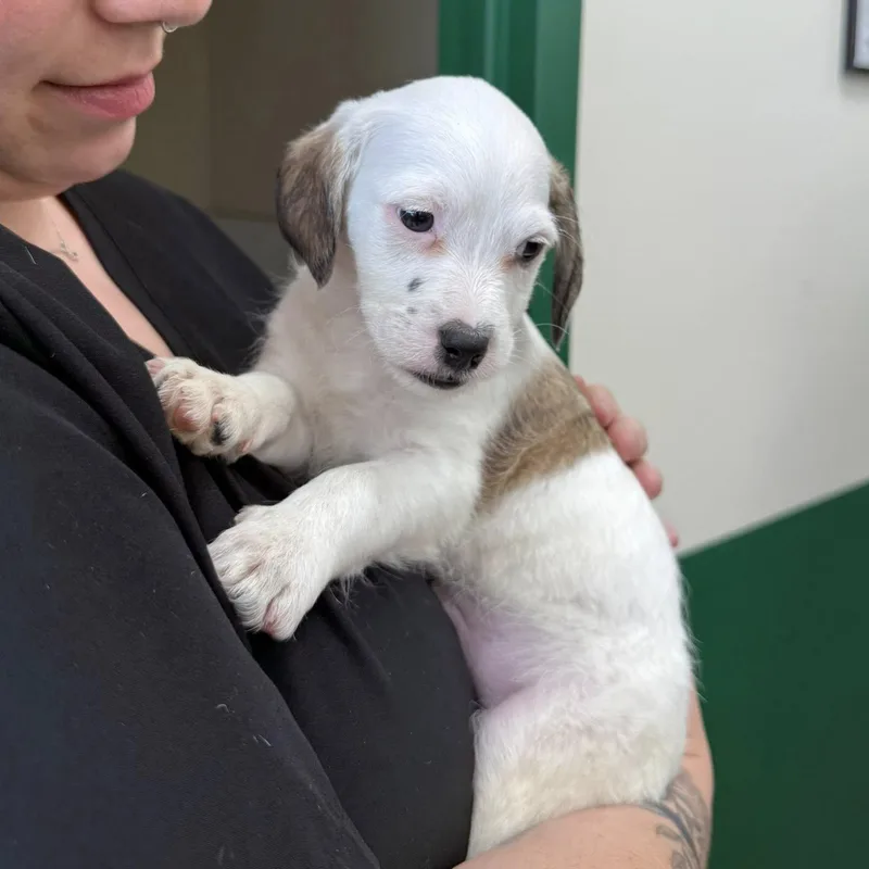 A baby medium-sized male White / Cream Spaniel dog named Chip for adoption in Nanuet, NY