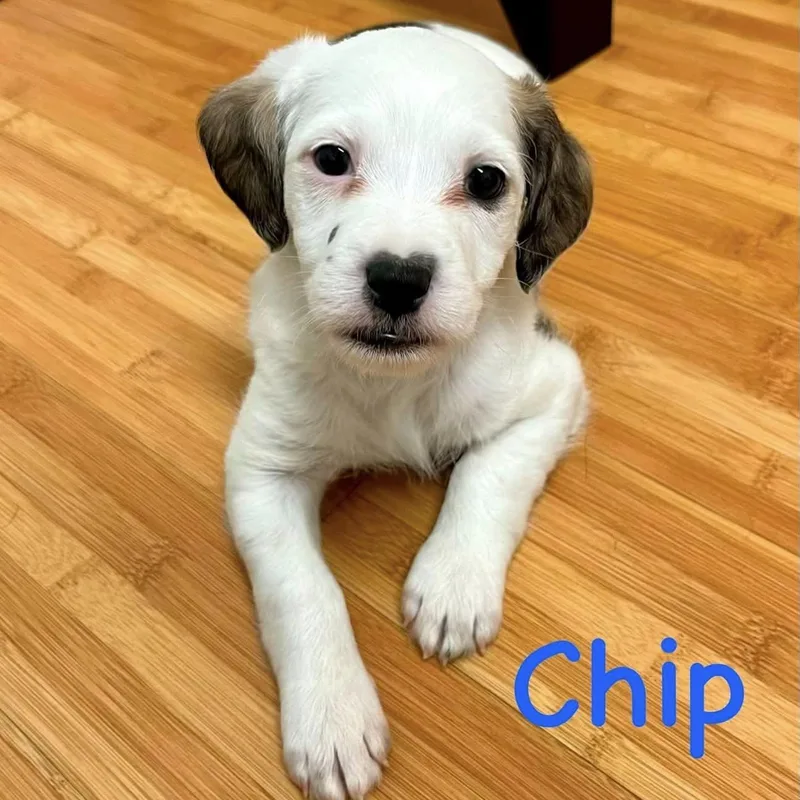 Chip thumbnail 2