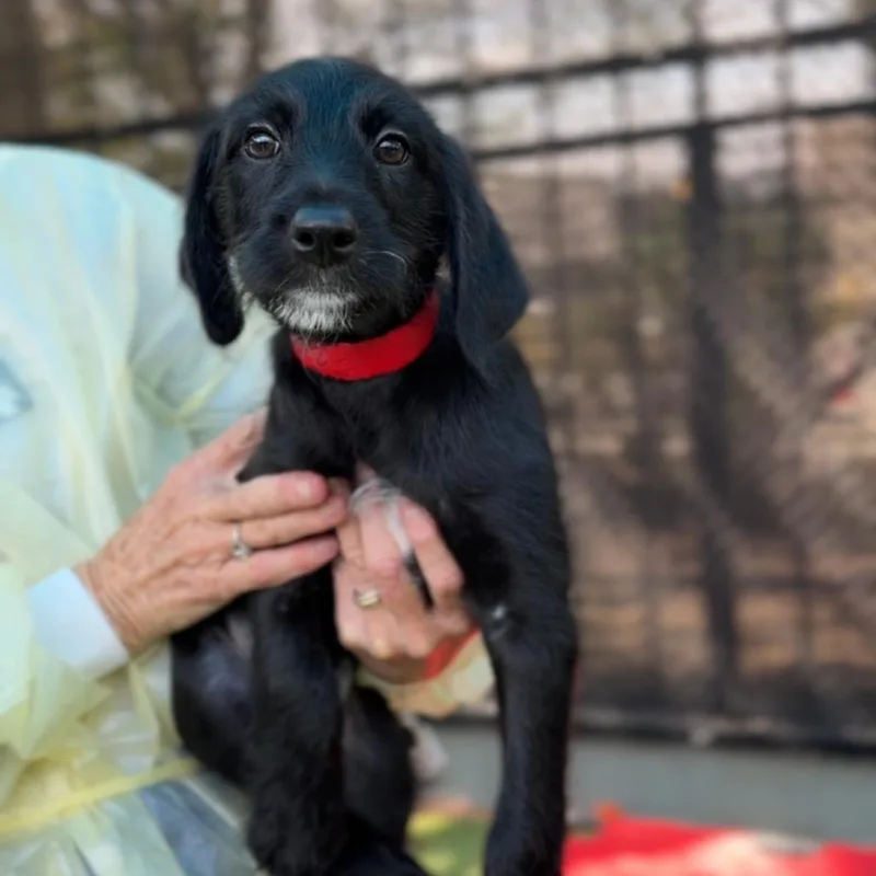 Daffodil A thumbnail 3