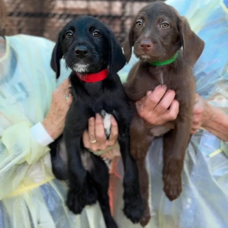 Daffodil A thumbnail 4