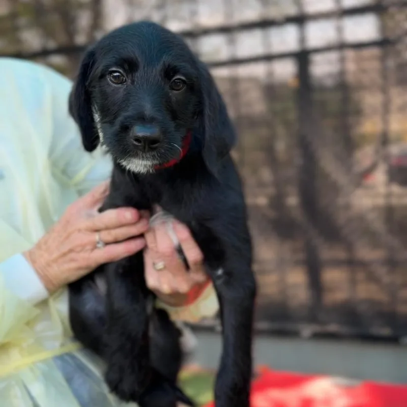 Daffodil A thumbnail 5