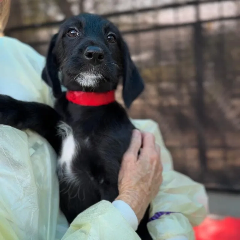 Daffodil A thumbnail 6