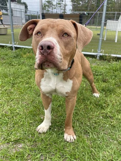 An adult large-sized male Pit Bull Terrier dog named Grits for adoption in Naples, FL