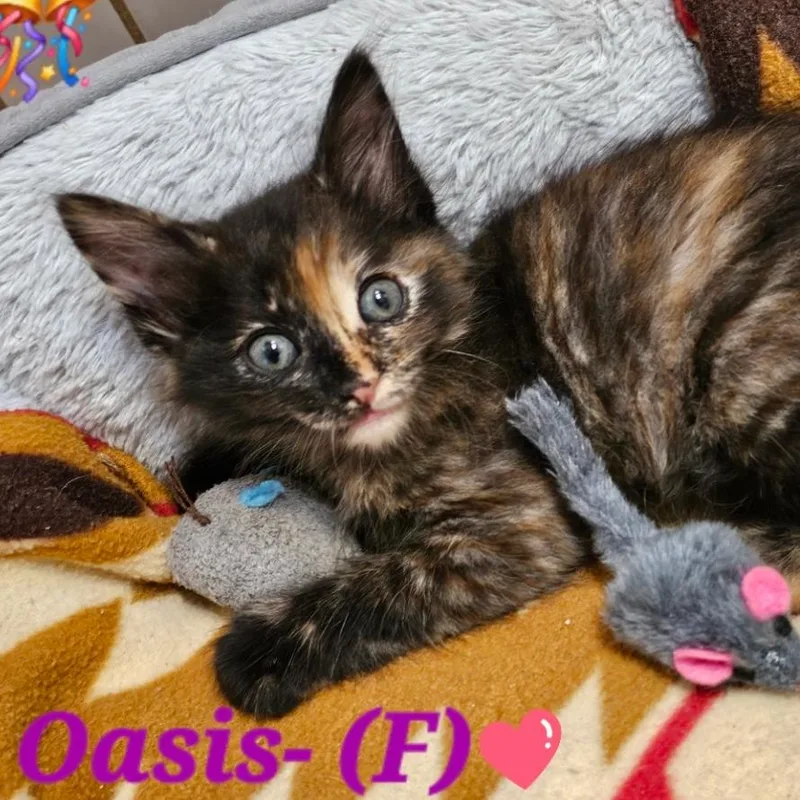 A baby small-sized female Tortoiseshell Domestic Short Hair cat named Oasis for adoption in Westminster, CA