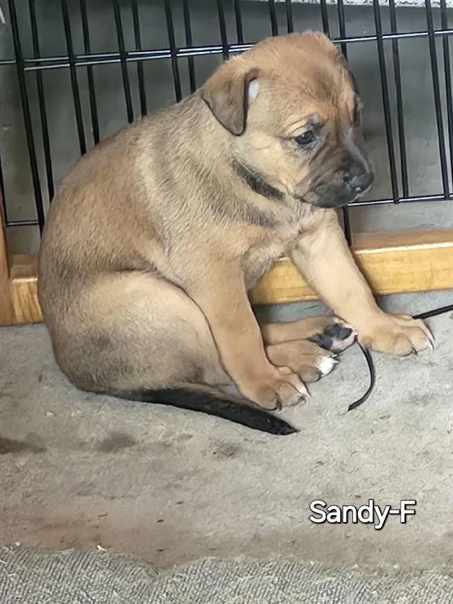 Sandy