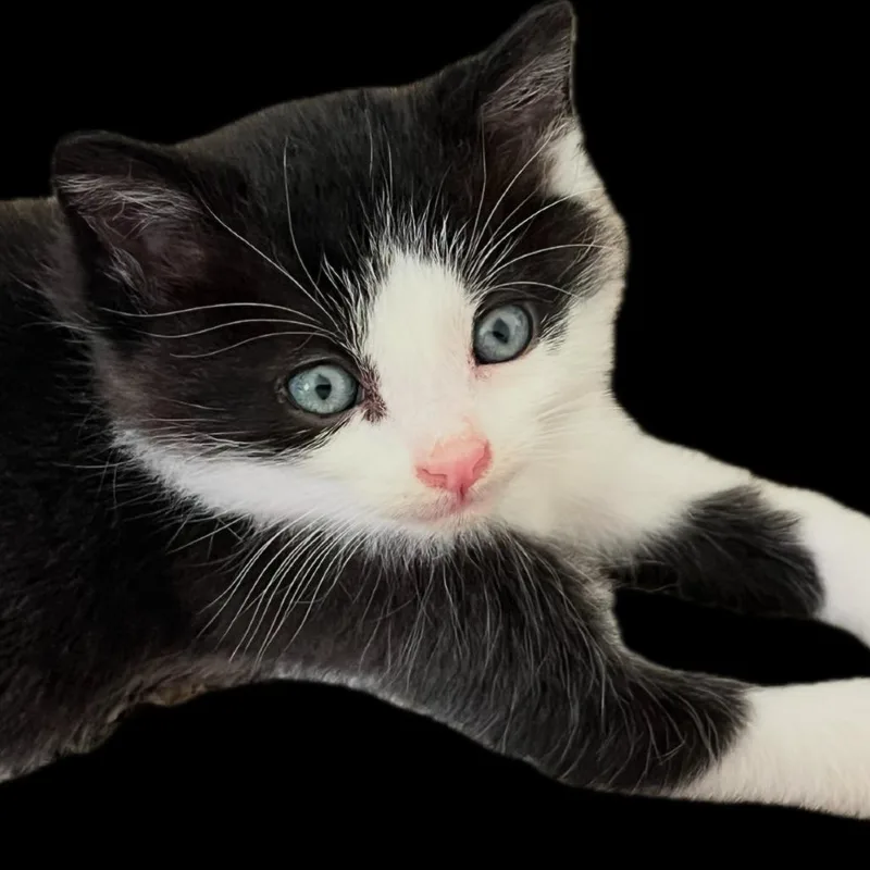 A baby small-sized male Black Domestic Short Hair cat named Zorro for adoption in Johnstown, PA