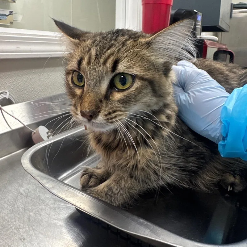 A young medium-sized female Brown / Chocolate Domestic Long Hair cat named Mia for adoption in Pekin, IL